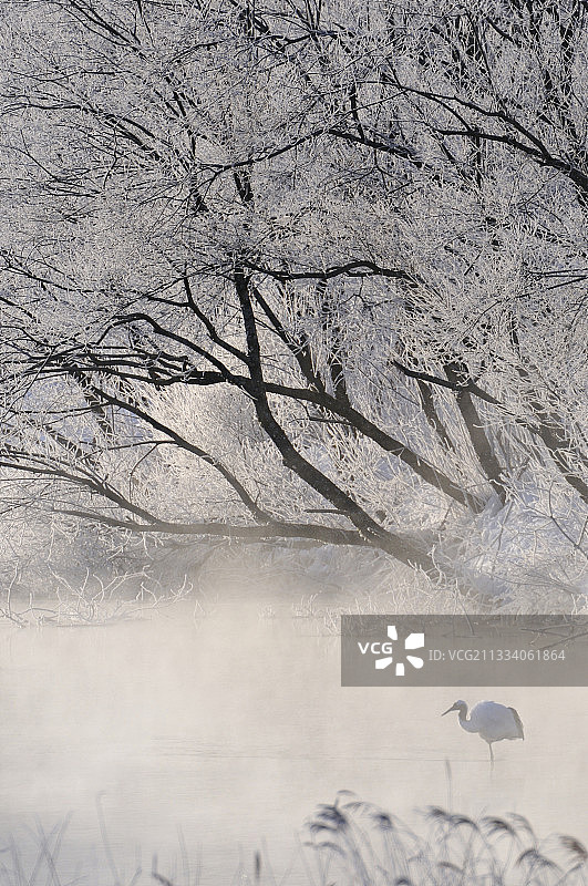 日本钏路川冬季雾中的丹顶鹤图片素材