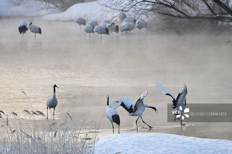 丹顶鹤求偶，摄于日本钏路川图片素材