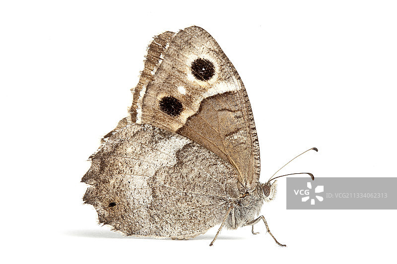 白色背景上的树灰蝶侧面图片素材