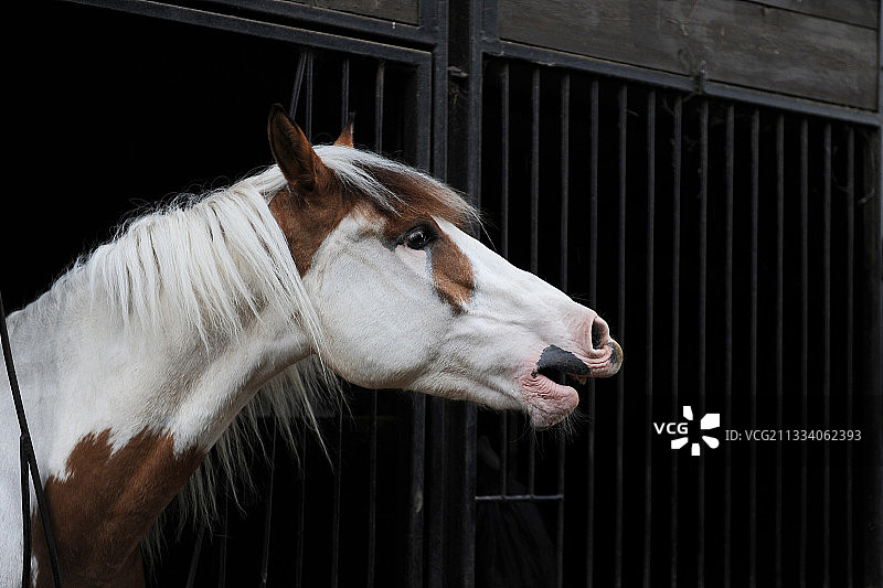 在法国马厩里嘶叫的马的肖像图片素材