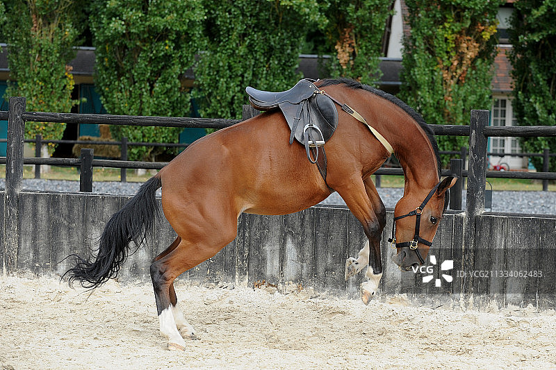 法国圆形围栏里驯马图片素材