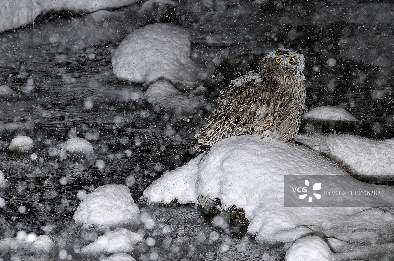 夜间雪地里的布莱克斯顿渔鸮，北海道，日本图片素材