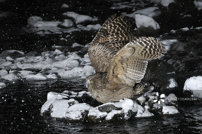 布莱克氏渔鸮在夜间雪地捕鱼，日本图片素材