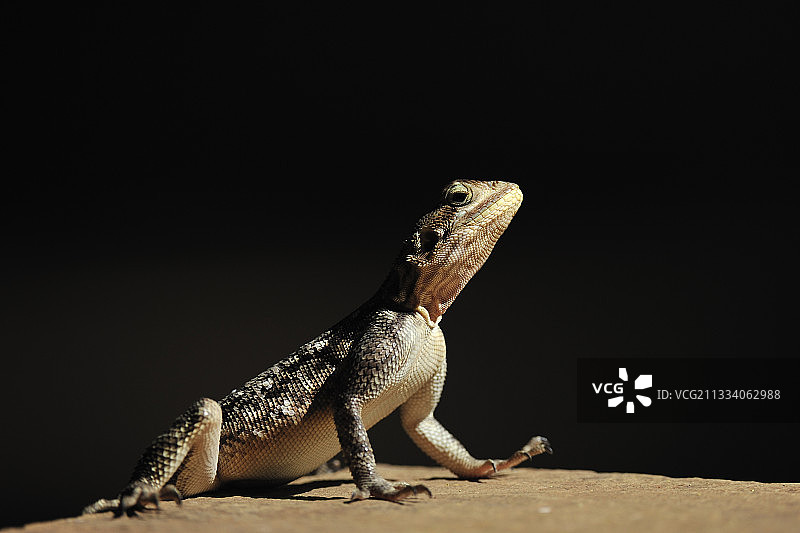 在肯尼亚桑布鲁岩石上常见的鬣蜥图片素材