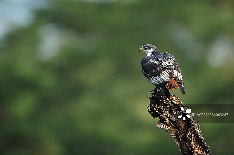 肯尼亚纳库鲁的非洲棕尾鵟图片素材