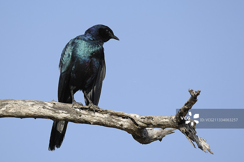 非洲树枝上的蓝耳辉椋鸟图片素材