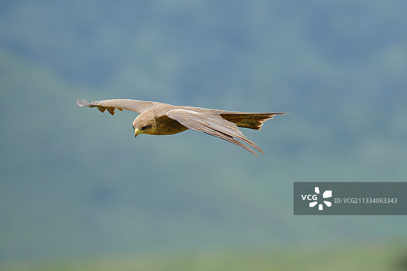 坦桑尼亚恩戈罗恩戈罗飞行的风筝图片素材