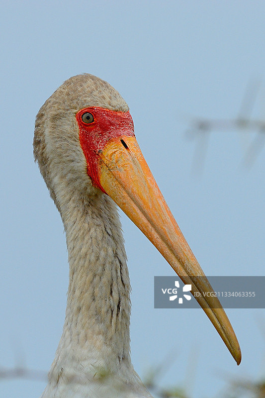 坦桑尼亚马尼亚拉湖的黄嘴鹳肖像图片素材