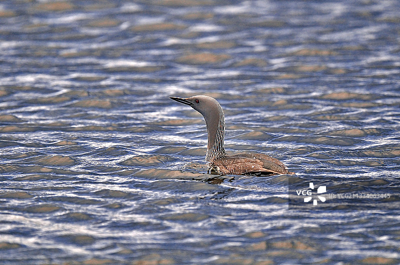 红喉潜鸟 - 冰岛图片素材