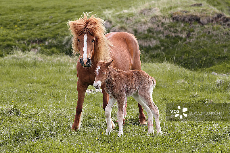 新生马驹图片素材