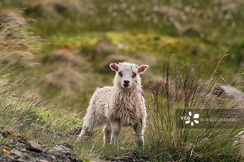 冰岛荒原上的羔羊图片素材