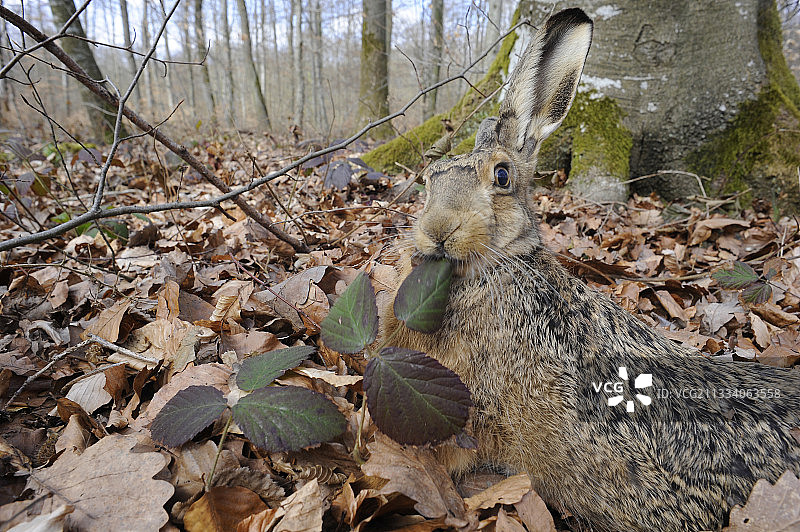 欧洲野兔在法国森林中吃树叶图片素材