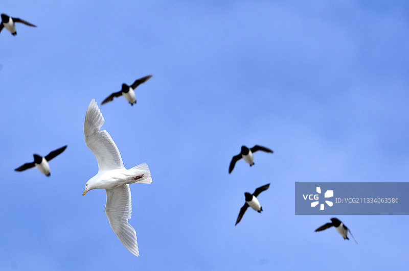 格陵兰冰岛海鸥捕食小海雀图片素材