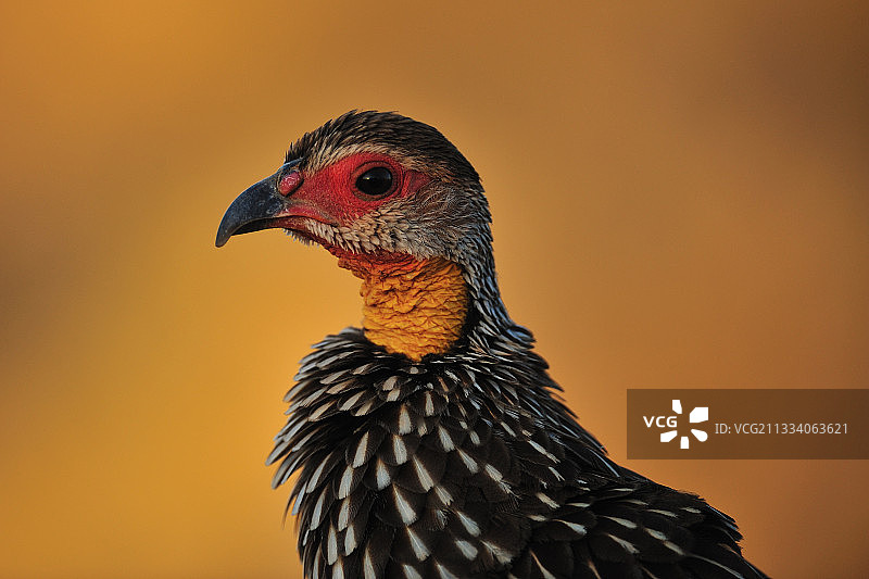 肯尼亚桑布鲁的黄颈距翅雀 портрет图片素材