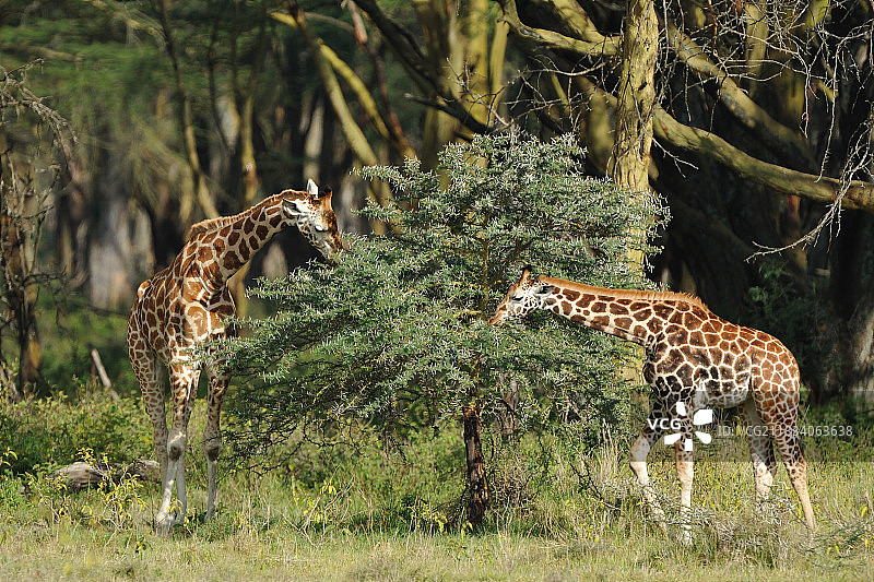 肯尼亚，正在吃树叶的罗斯柴尔德长颈鹿图片素材