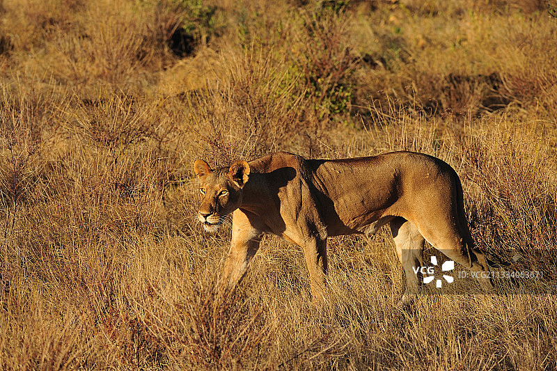 肯尼亚桑布鲁稀树草原上行走的母狮图片素材