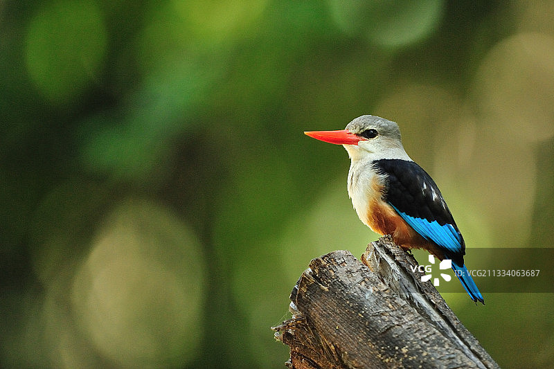 在肯尼亚桑布鲁树枝上的灰头翠鸟图片素材