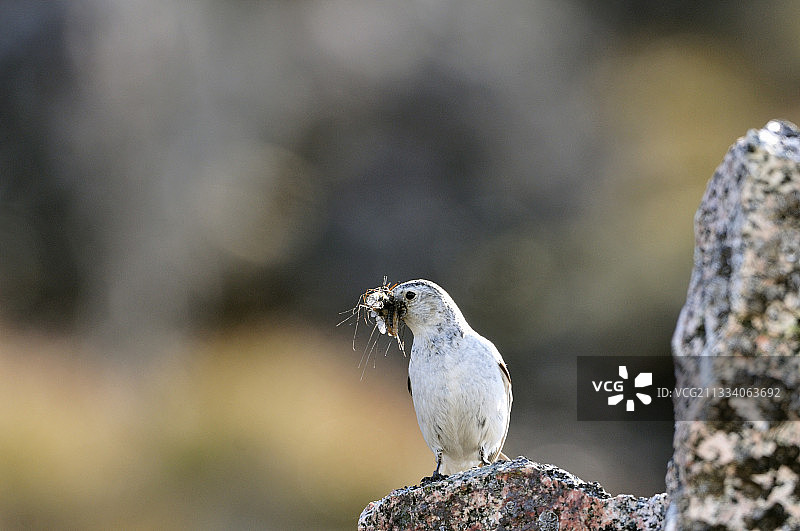 格陵兰的雪鹀图片素材