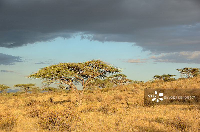 肯尼亚桑布鲁热带稀树草原的金合欢树图片素材