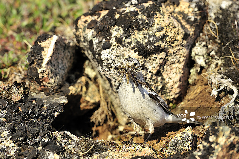 吸引昆虫和幼虫图片素材