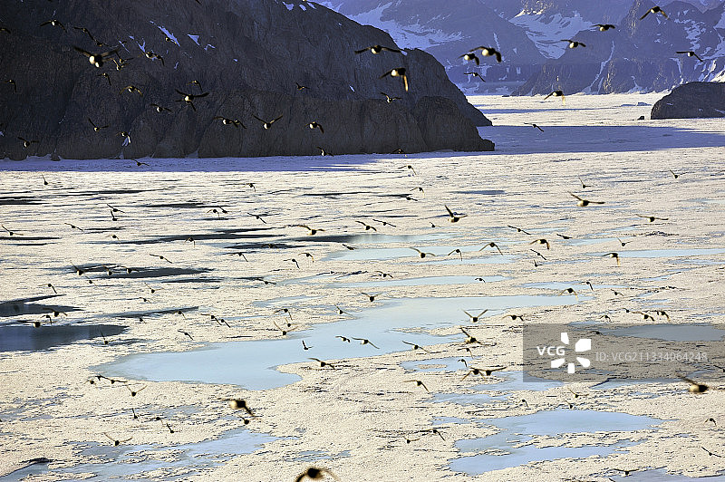 格陵兰岛霍赫角飞翔的小海雀图片素材