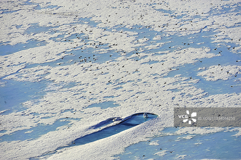 格陵兰霍格角冰原上飞翔的小海雀图片素材