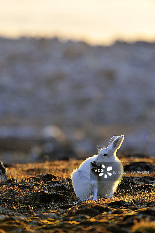 北极兔在格陵兰霍格角清洁爪子图片素材