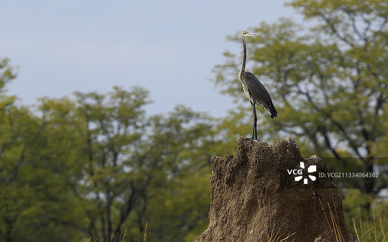 苍鹭，赞比亚土堆图片素材