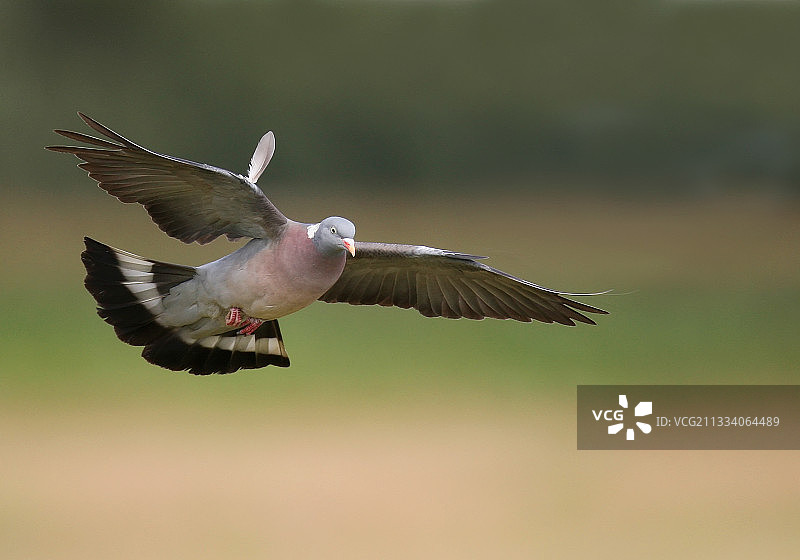 在法国夏季飞行的灰斑鸠图片素材