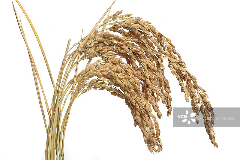 法国卡马格地区成簇的成熟稻米图片素材