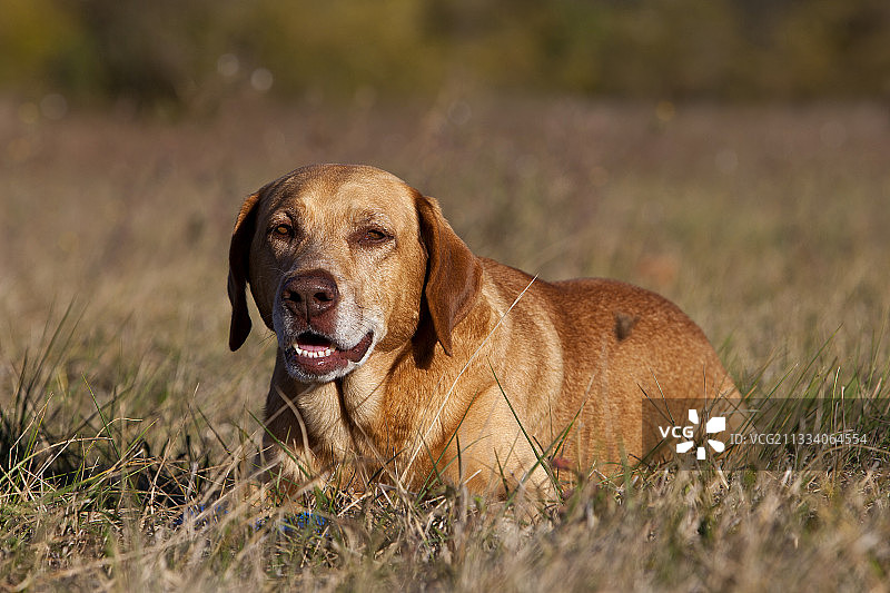 普罗旺斯草地混血狗图片素材