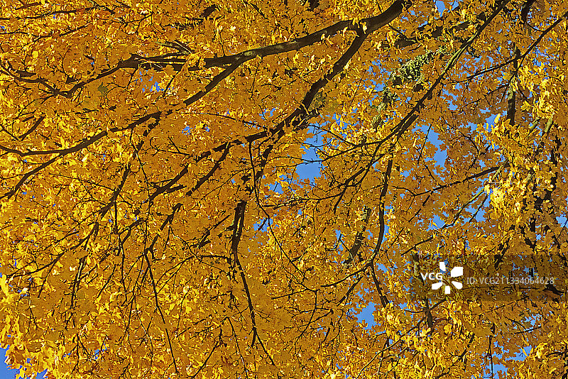 秋天的枫树图片素材