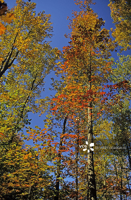 秋季北方红橡树图片素材