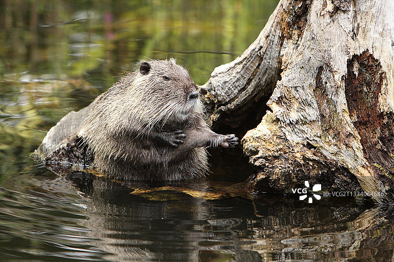 法国波瓦图沼泽地的河狸鼠图片素材
