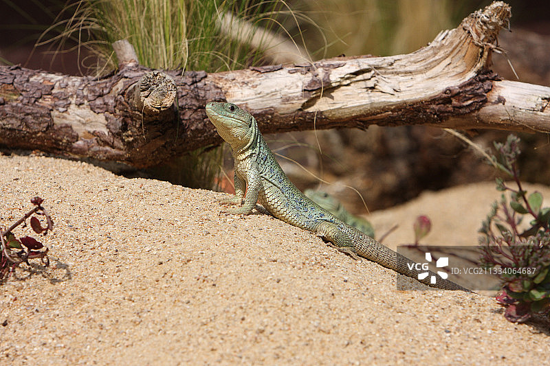 法国沙滩上晒太阳的眼斑蜥蜴图片素材