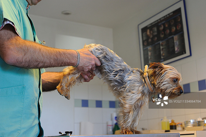 兽医检查约克夏犬的关节图片素材