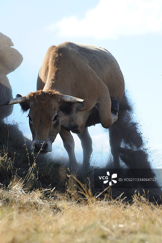 欧布拉克牛在刨土图片素材