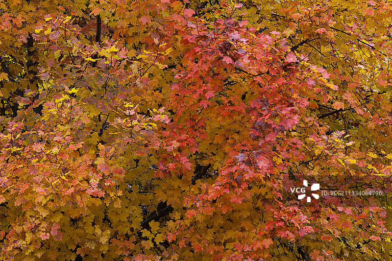 冯杜山森林中秋季枫树的树叶图片素材