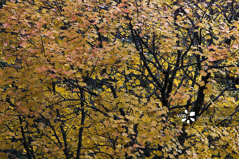 法国文杜山区秋日枫叶图片素材