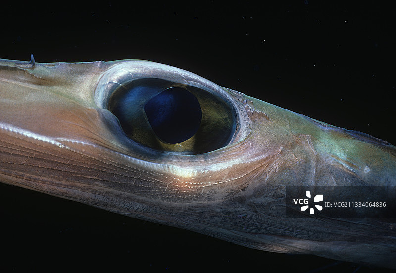 巴哈马加勒比海的喇叭鱼的眼睛图片素材