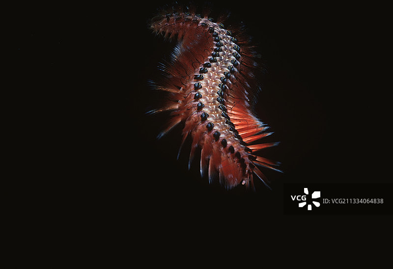 加拉帕戈斯群岛夜间刚毛虫图片素材