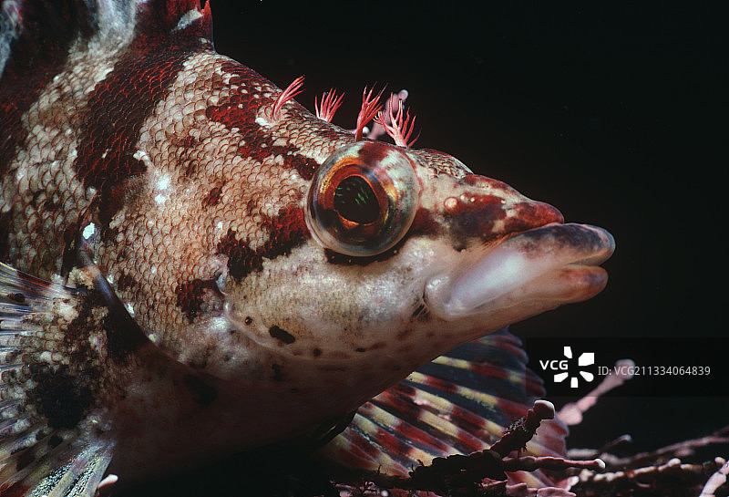 美国加利福尼亚海峡群岛的彩绘六线鱼图片素材