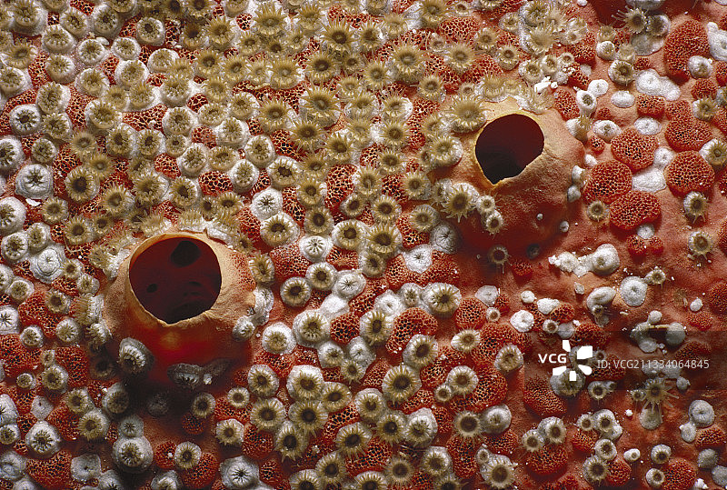 出血齿苔藓虫菌落覆盖的海绵图片素材