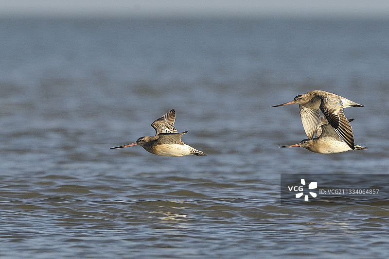 在圣布里厄湾飞行的斑尾塍鹬图片素材