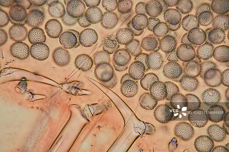 明亮背景下的照明，放大倍数160倍图片素材