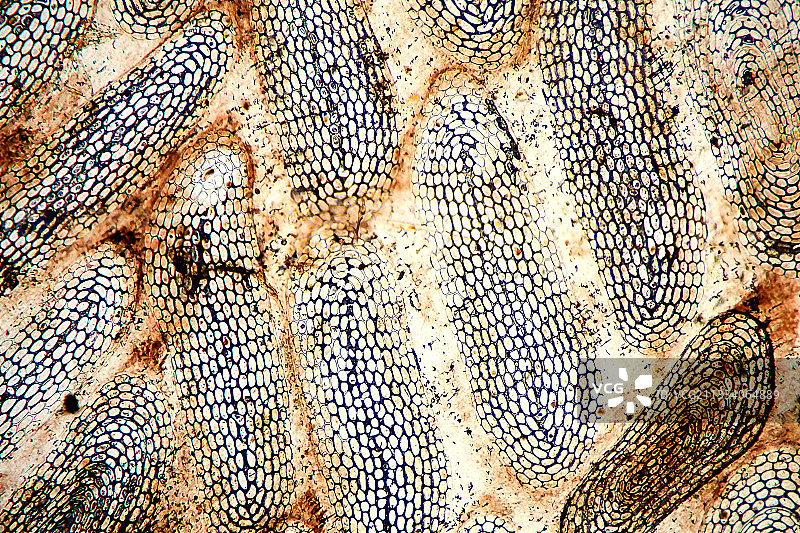 明亮背景下的照明，放大倍数50倍图片素材