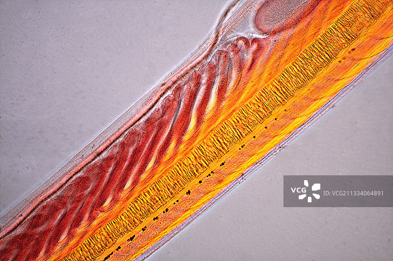 偏振光照明：石膏云母补偿片，放大倍数x160图片素材