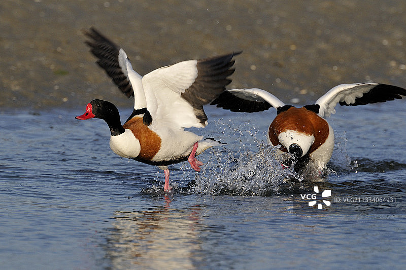 圣布里厄湾争斗的雄性普通[屏蔽词]图片素材