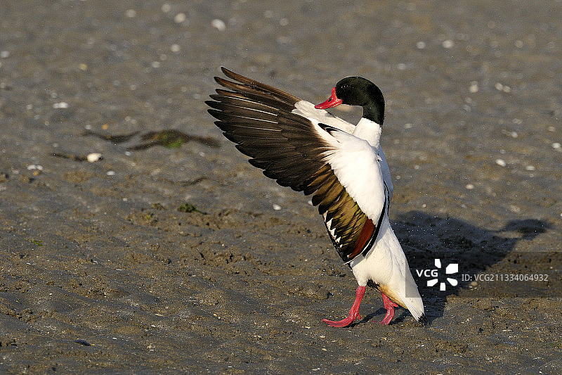雄性普通翘鼻麻鸭在圣布里厄湾喷气，法国图片素材