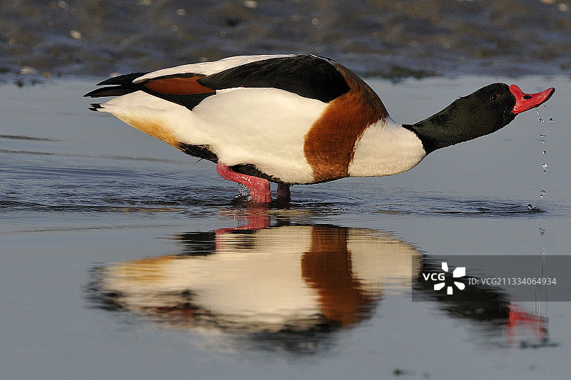 在圣布里厄湾饮水的雄性翘鼻麻鸭图片素材